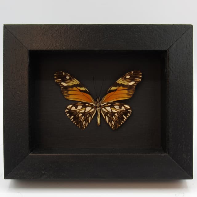 Real metallic butterfly framed taxidermy - Dione juno