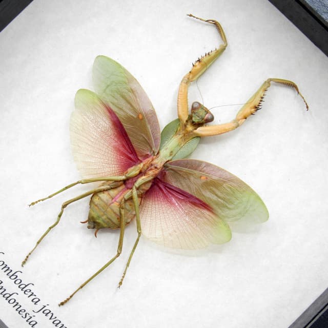 Real Giant Hooded Leaf Mantis framed taxidermy - Rhombodera javana - female