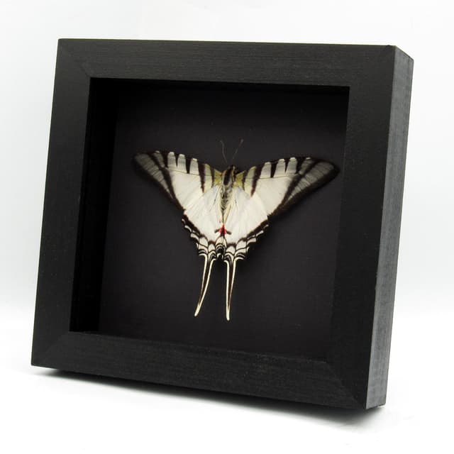 Real Zebra Swallowtail butterfly framed taxidermy - Eurytides protesilaus - Victorian mount - 2