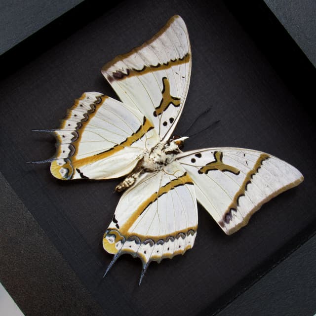 Real XL pearlescent Great Nawab butterfly framed taxidermy - Polyura eudamippus