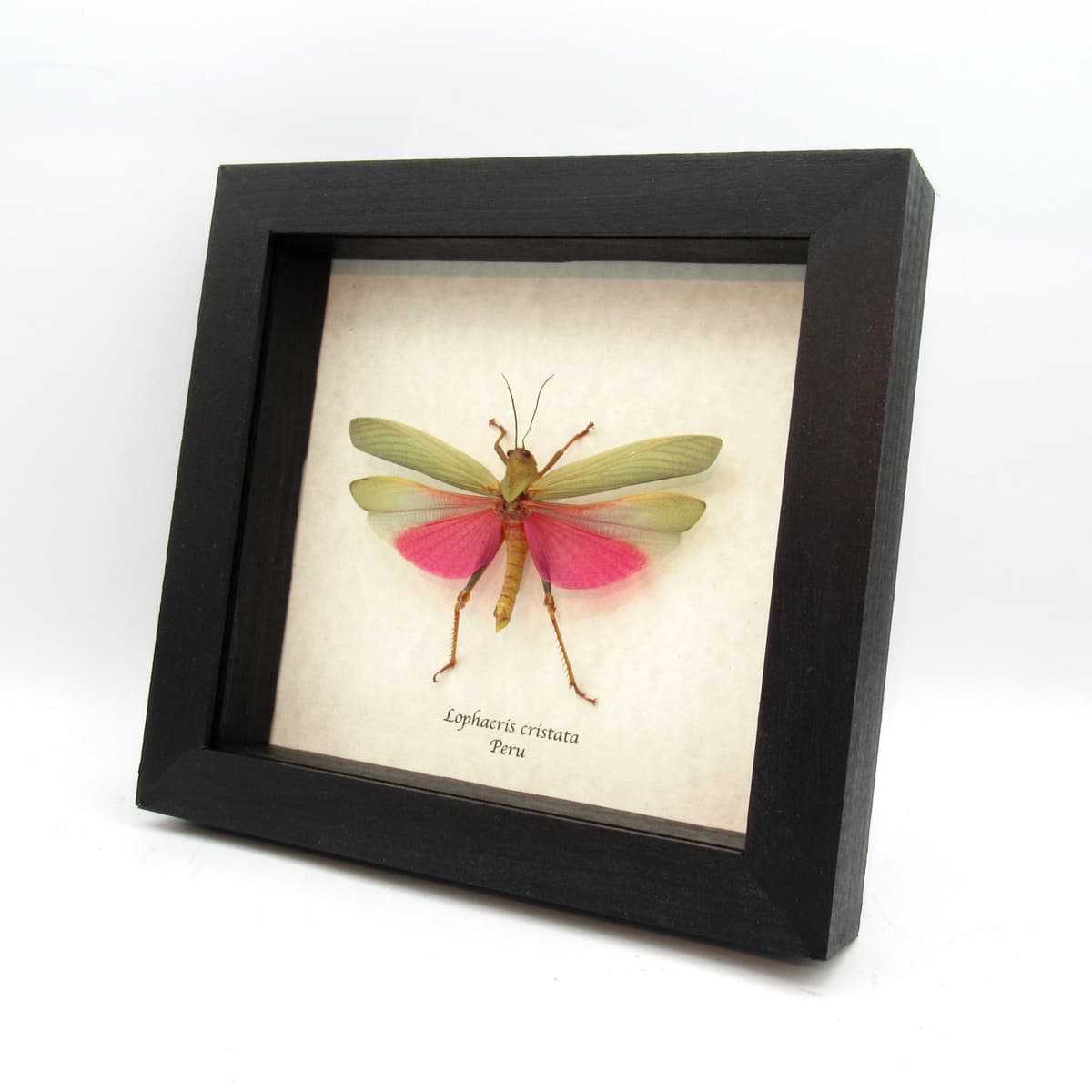 Real pink grasshopper framed taxidermy - Lophacris cristata