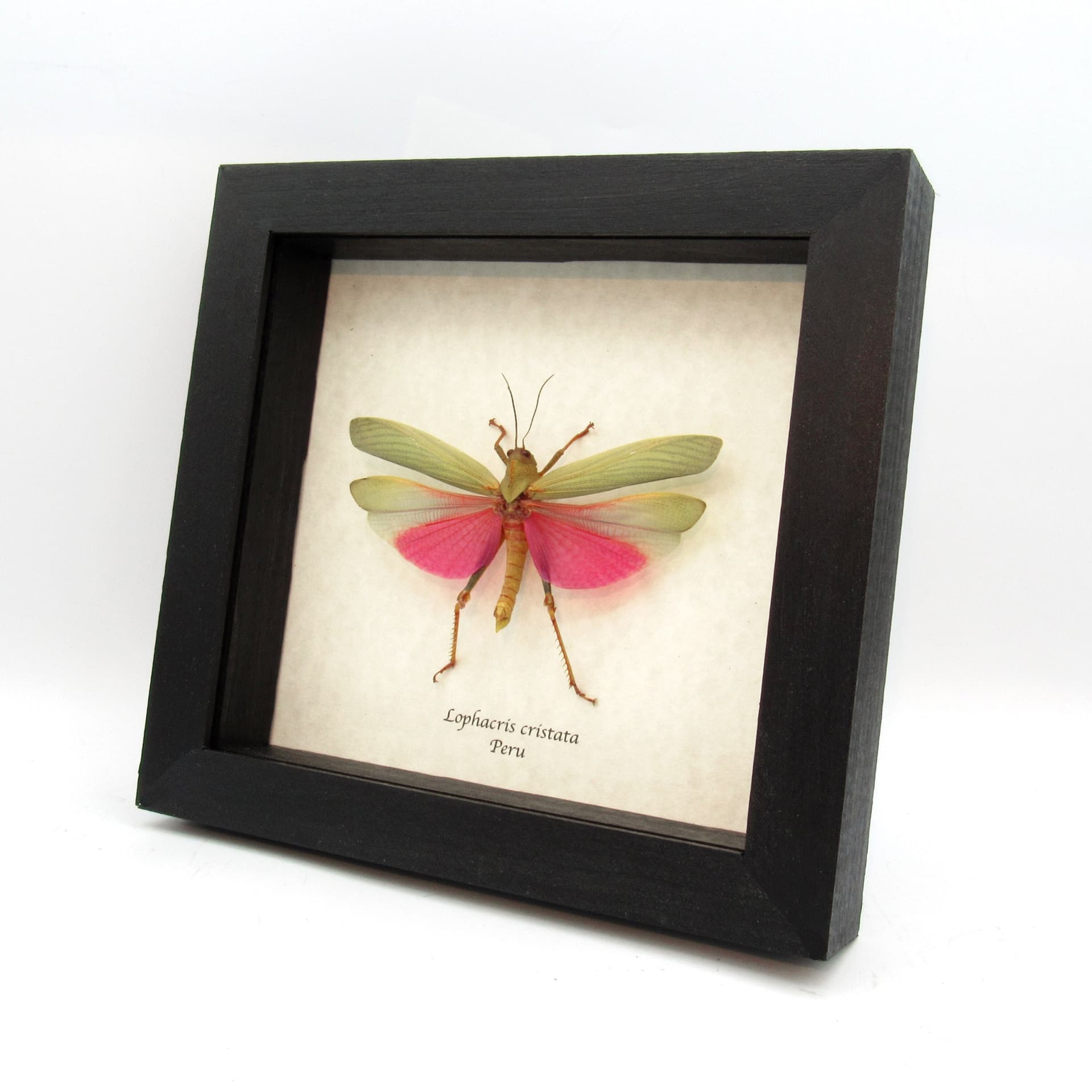Real pink grasshopper framed taxidermy - Lophacris cristata