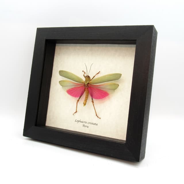Real pink grasshopper framed taxidermy - Lophacris cristata