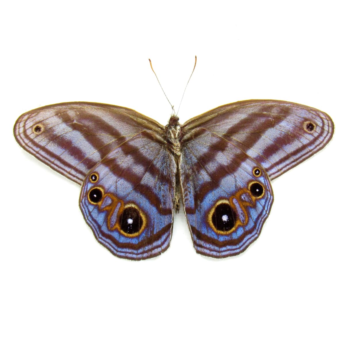 Rare purple Metalmark butterfly framed taxidermy - Chloreuptychia agatha - Victorian mount