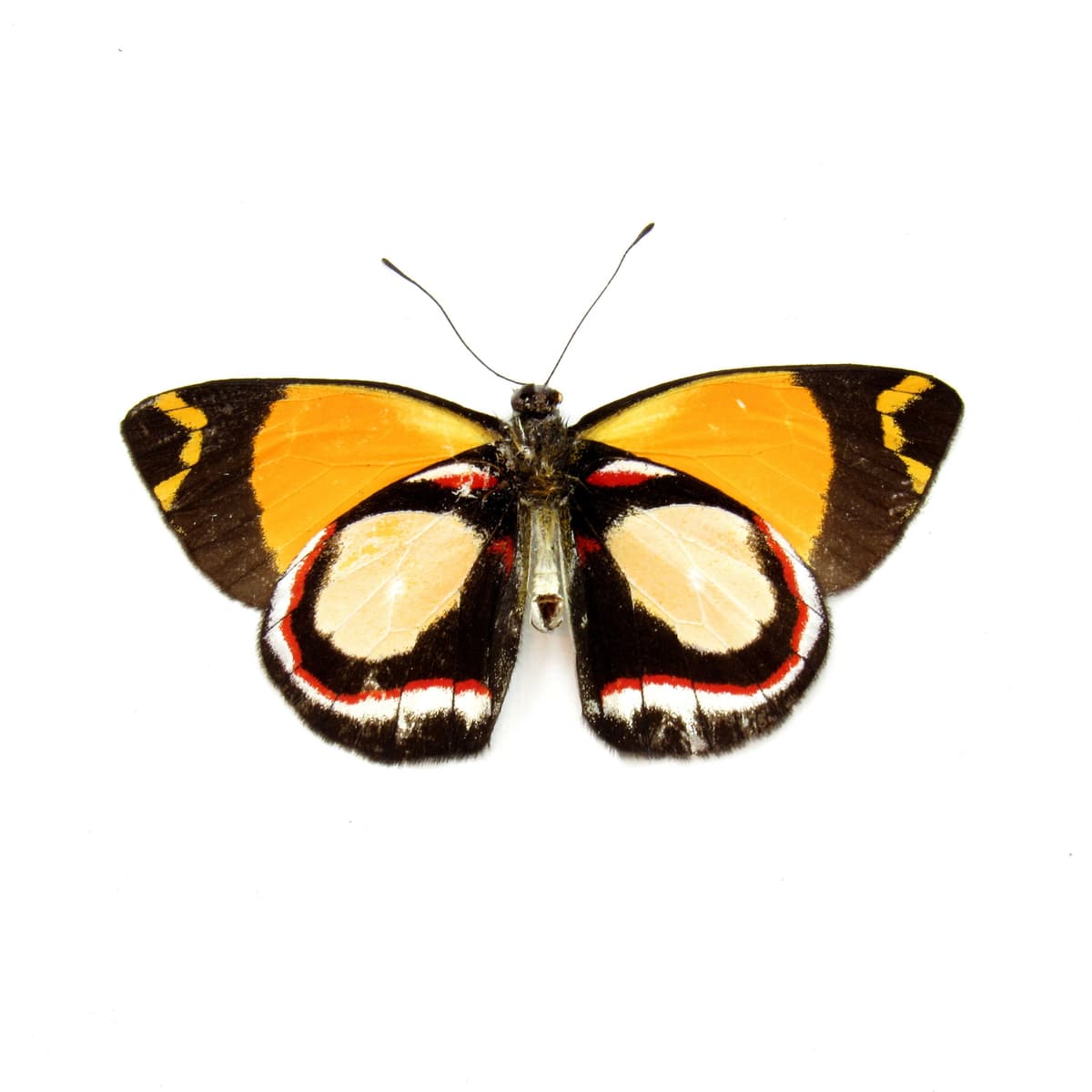 Real yellow Delias butterfly framed taxidermy - Delias leucias - Victorian mount - minor damage