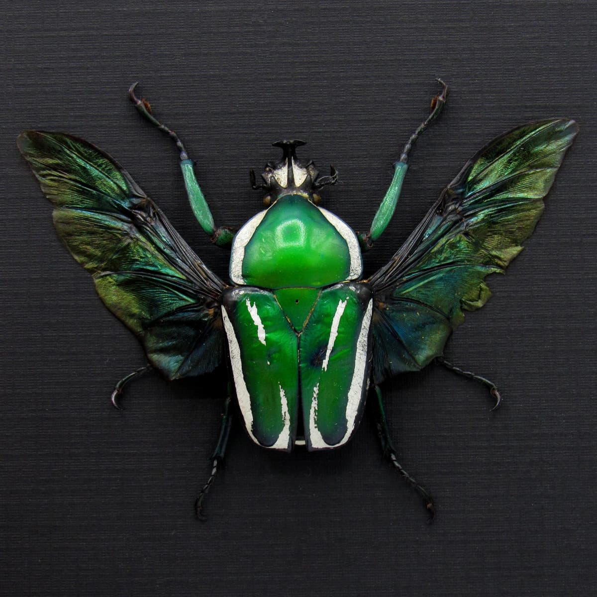 Real metallic green Scarab beetle framed taxidermy - Dicronorhina derbyana
