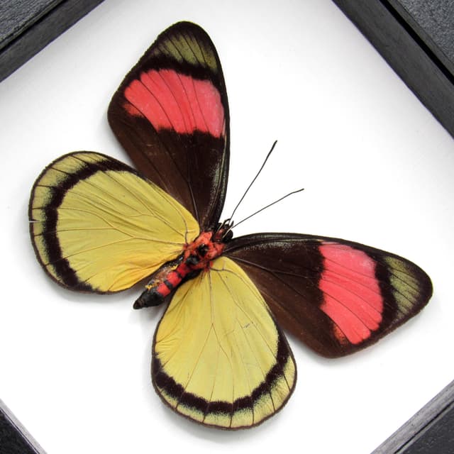 Real Pink Painted Beauty butterfly framed taxidermy - Batesia hypochlora