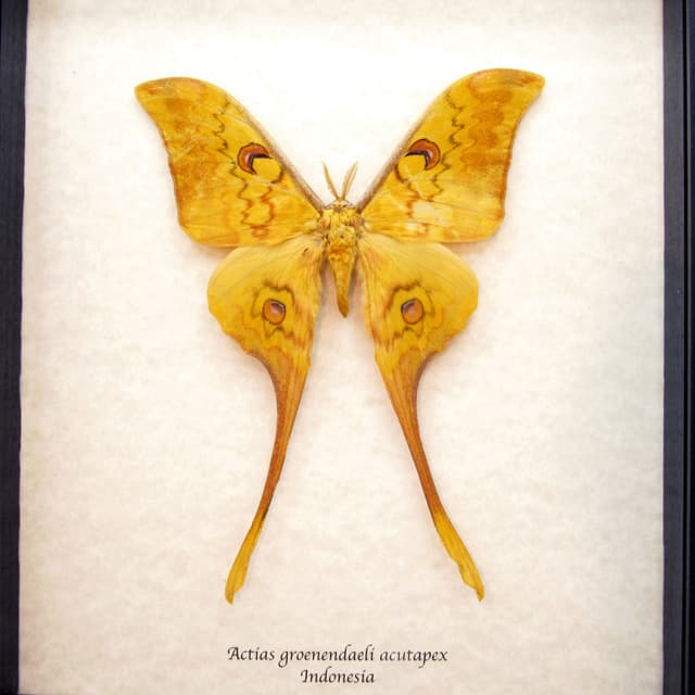 Rare Giant Moon moth framed taxidermy - Actias groenendaeli acutapex - Victorian mount