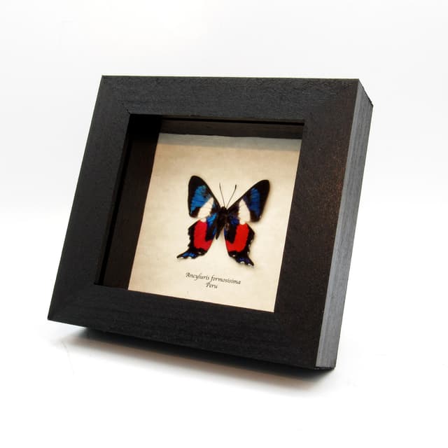 Rare metallic Metalmark butterfly framed taxidermy - Ancyluris formosissima