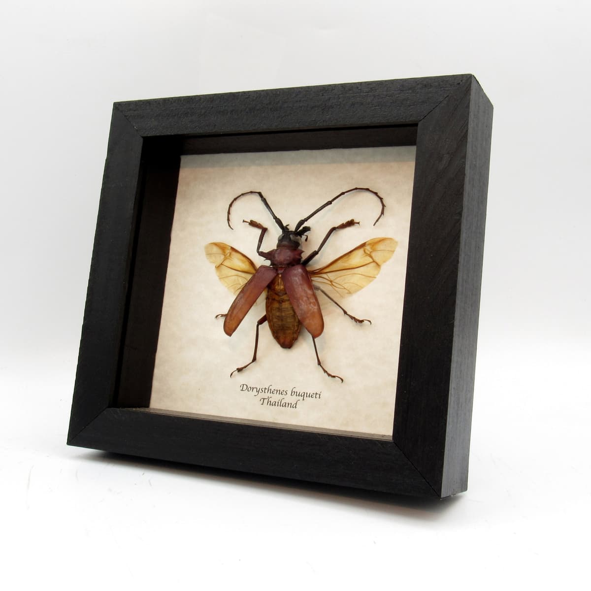 Real large framed Longhorn beetle taxidermy - Dorysthenes buqueti