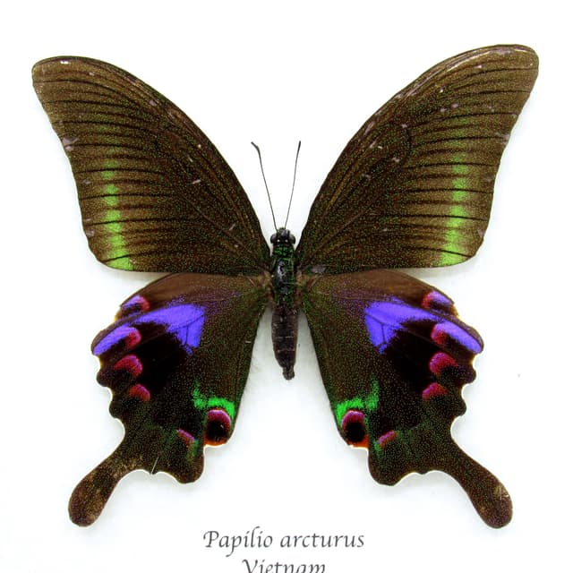 Rare female purple Peacock butterfly framed taxidermy - Papilio arcturus - 2
