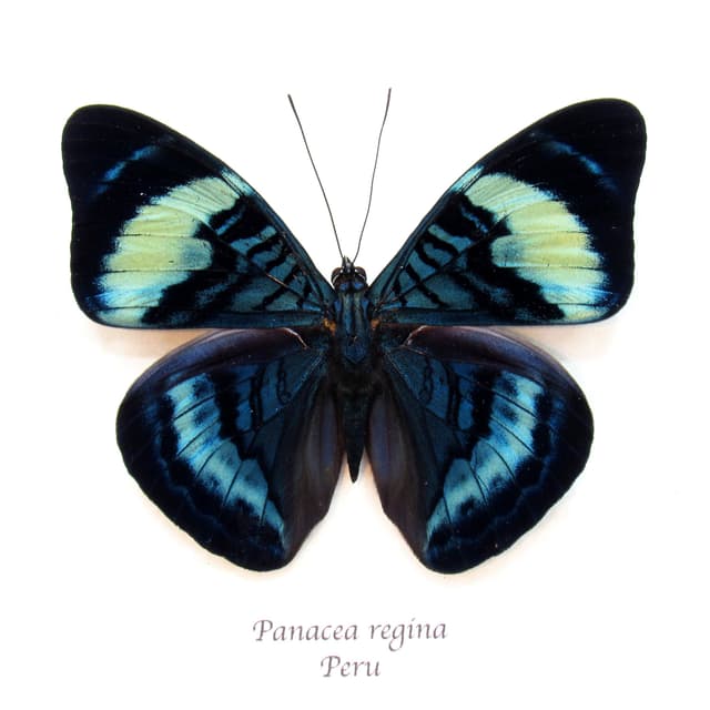Large blue Queen Flasher butterfly framed taxidermy - Panacea regina