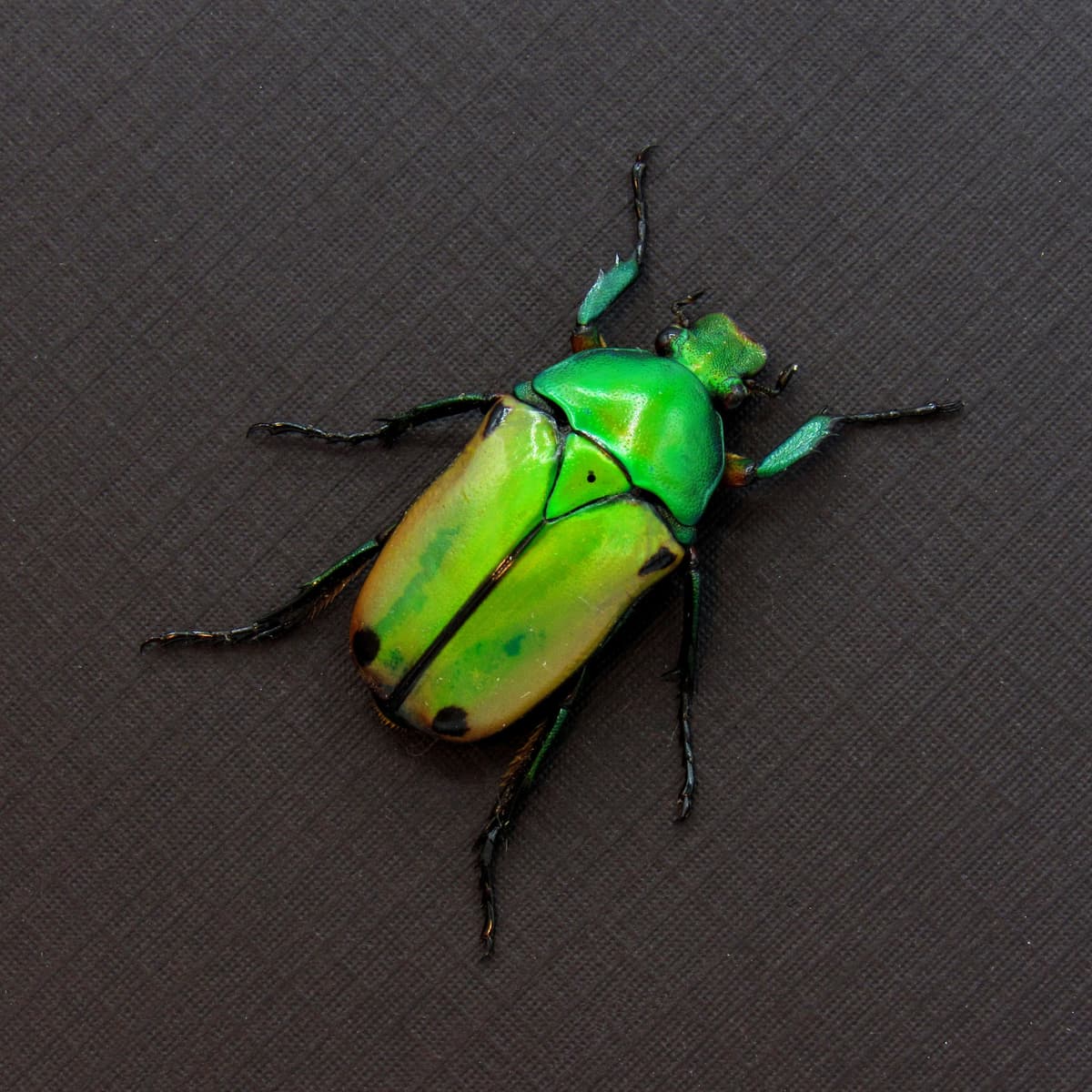 Real African flower beetle framed taxidermy - Cyprolais viridipyga