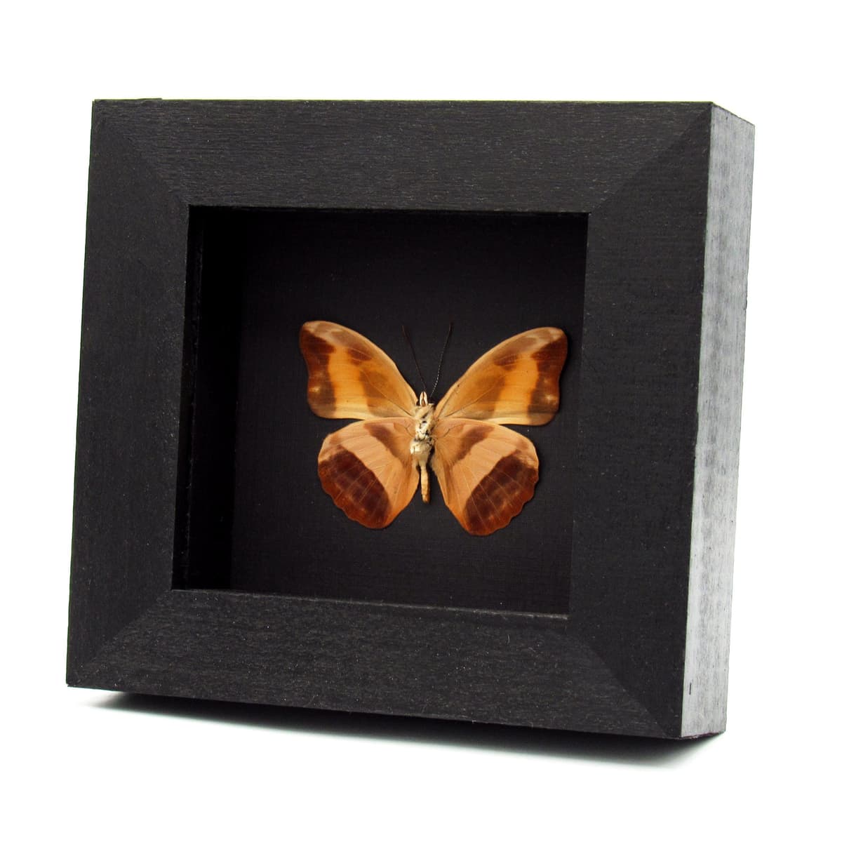 Real butterfly framed specimen - Catonephele antinoe