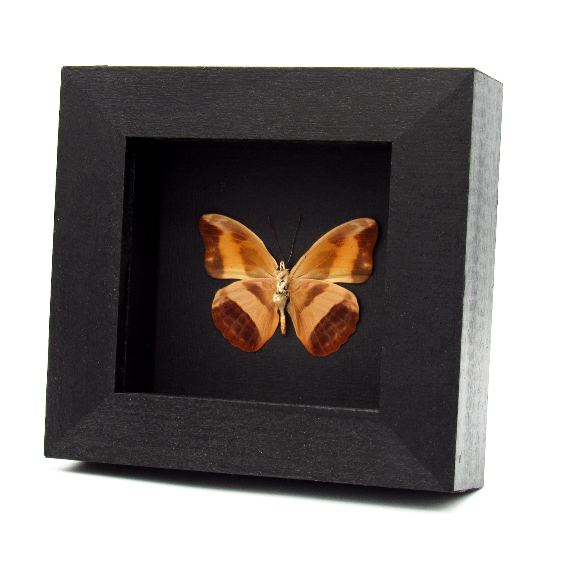 Real butterfly framed specimen - Catonephele antinoe