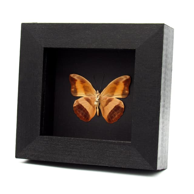 Real butterfly framed specimen - Catonephele antinoe