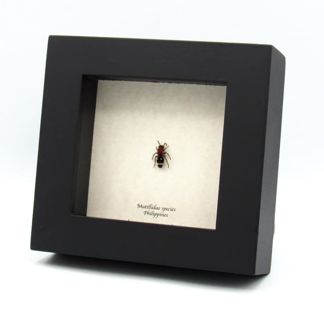 Rare red Velvet Ant framed taxidermy - Mutillidae species