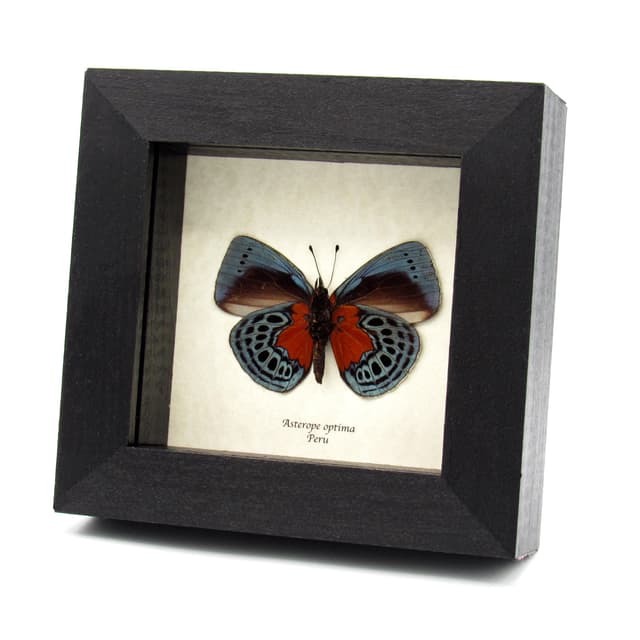 Real metallic butterfly framed taxidermy - Asterope optima