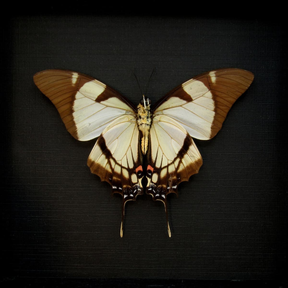 Real Swallowtail butterfly framed taxidermy - Eurytides callias - Victorian mount