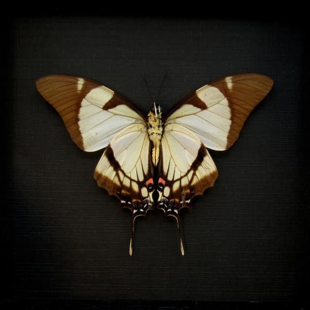 Real Swallowtail butterfly framed taxidermy - Eurytides callias - Victorian mount