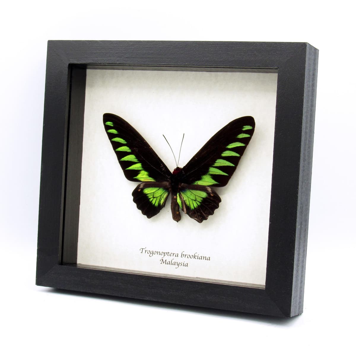Real XL green Birdwing butterfly framed taxidermy - Trogonoptera brookiana - minor damage
