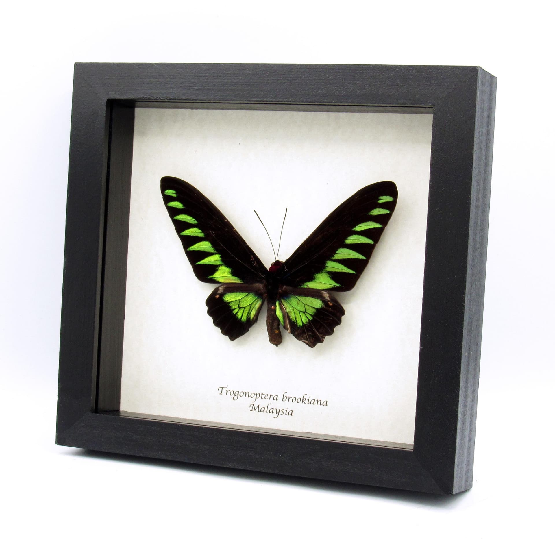 Real XL green Birdwing butterfly framed taxidermy - Trogonoptera brookiana - minor damage