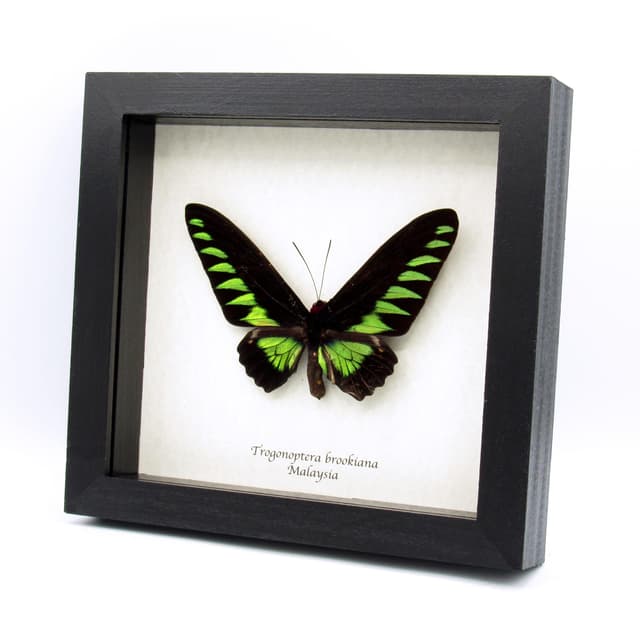 Real XL green Birdwing butterfly framed taxidermy - Trogonoptera brookiana - minor damage