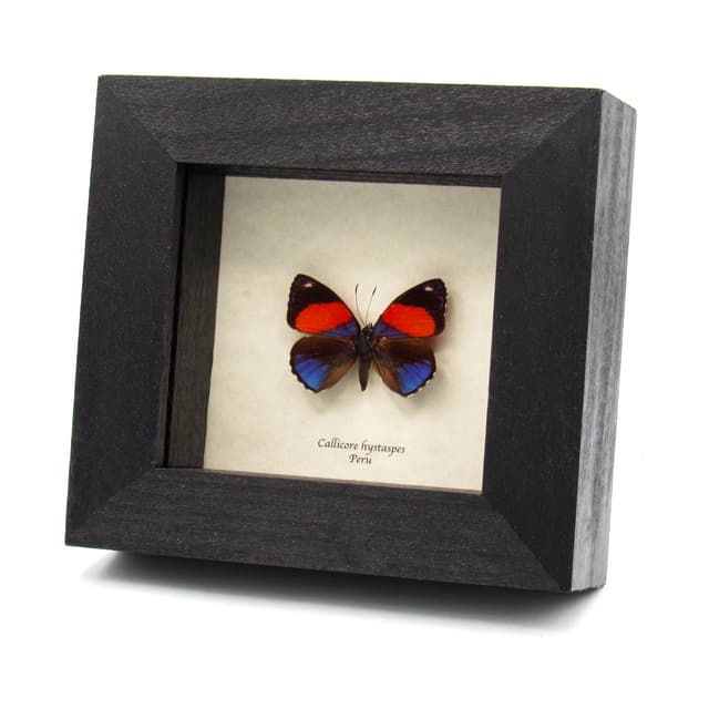 Real purple Hystaspes Eighty Eight framed butterfly taxidermy - Callicore hystaspes
