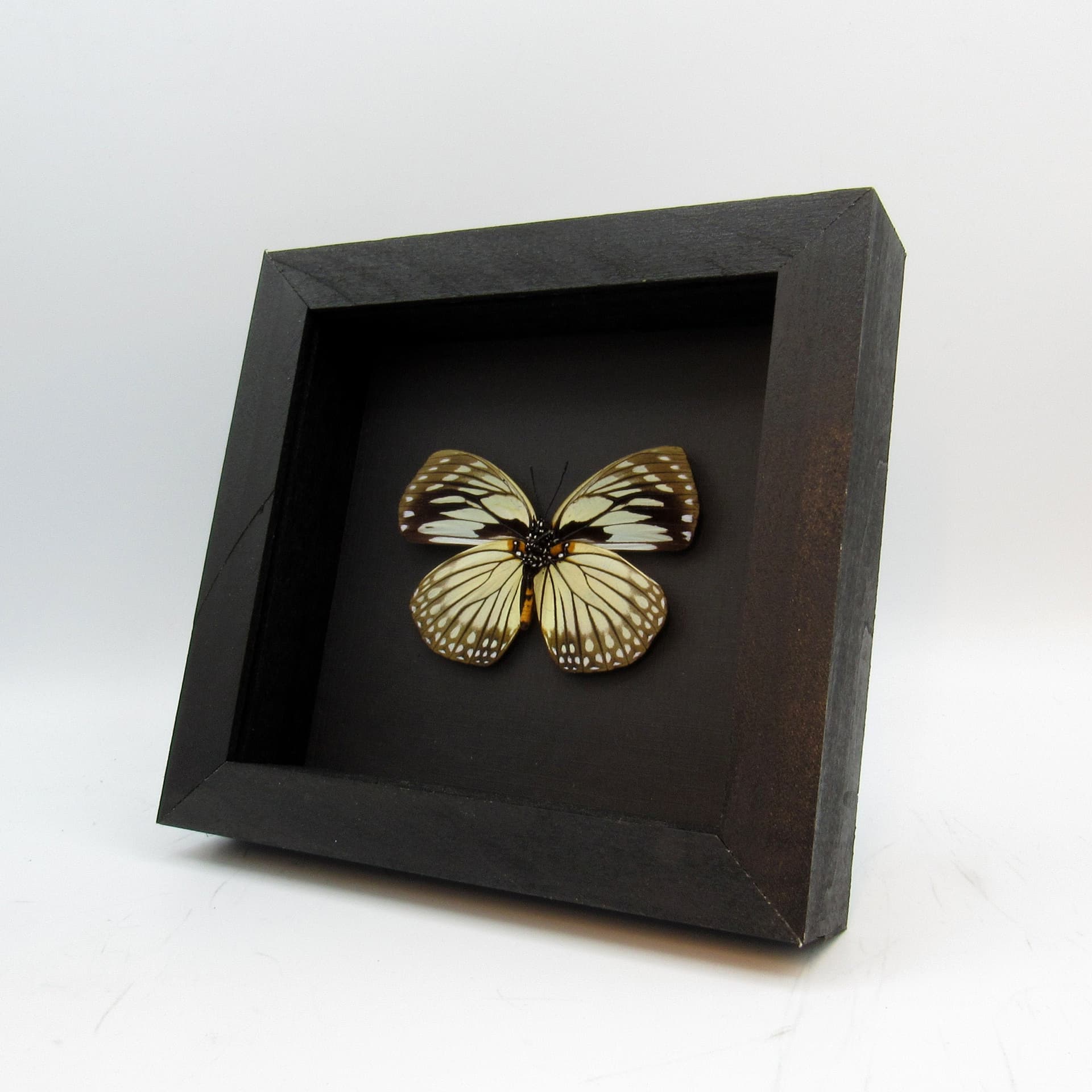 Real framed taxidermy butterfly - Euxanthe crossleyi