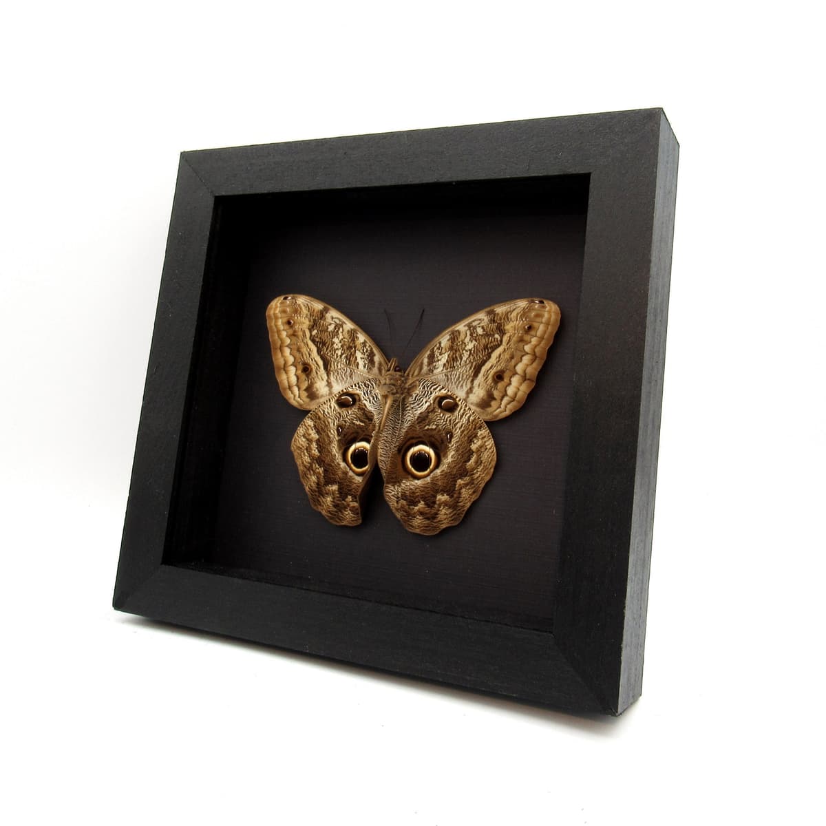 Giant Owl butterfly framed butterfly taxidermy - Caligo memnon