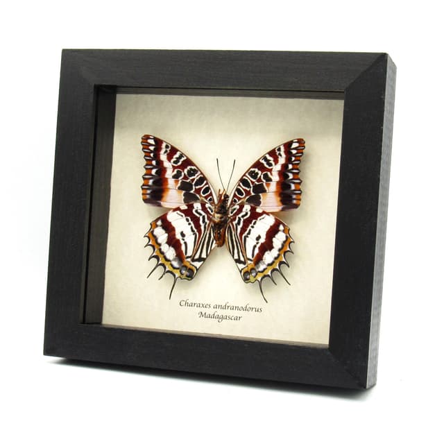 Giant rare silver Charaxes butterfly framed taxidermy - Charaxes andranodorus - female