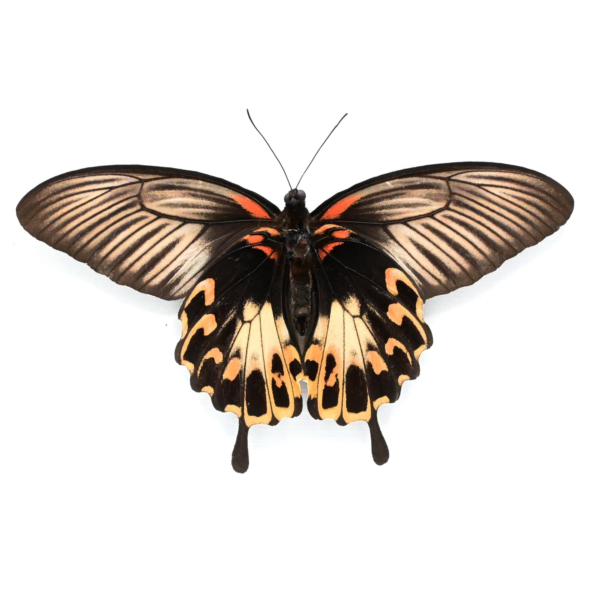 Rare Giant Swallowtail butterfly framed taxidermy - Papilio deiphobus - female - Victorian mount