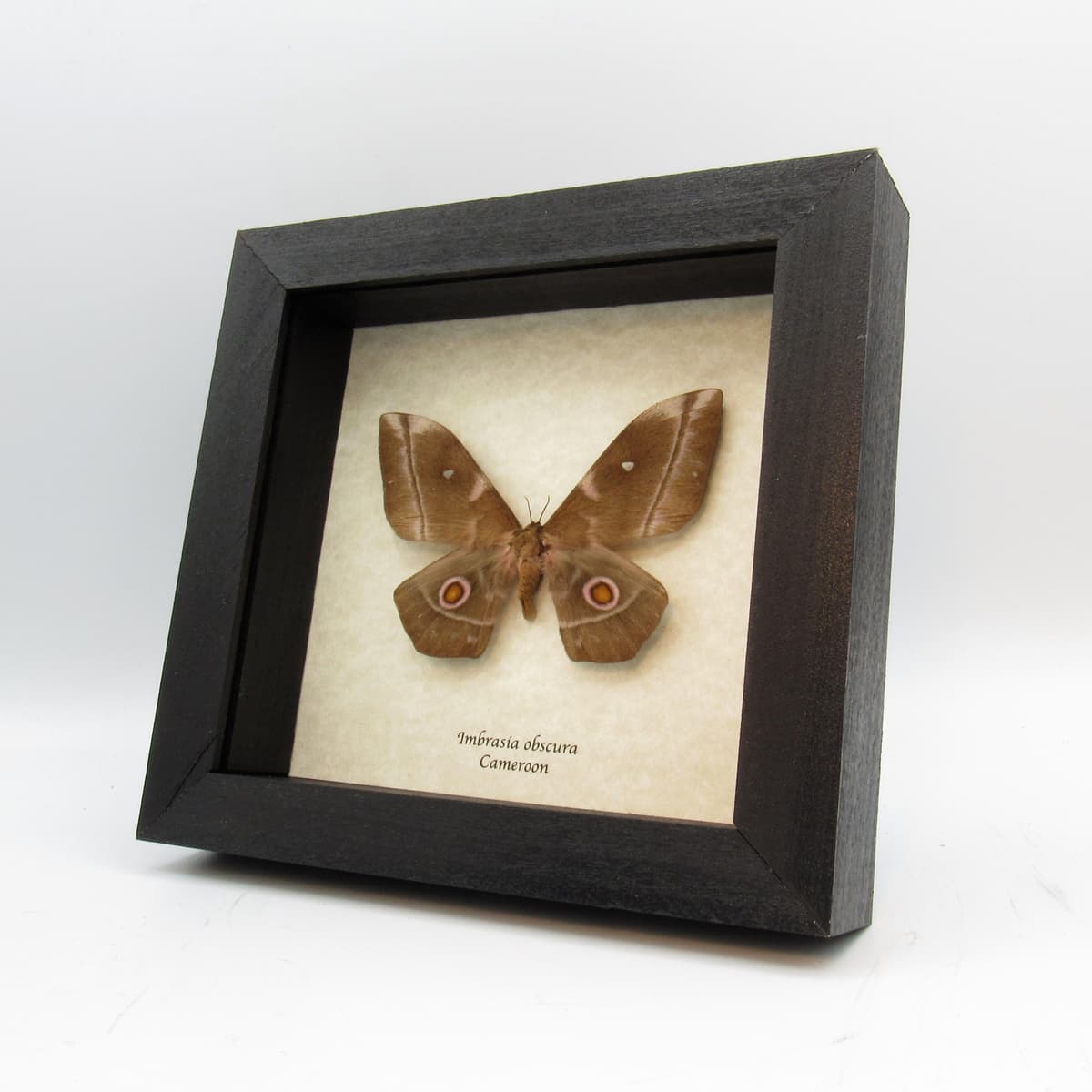 Real Saturn moth framed taxidermy - Imbrasia obscura