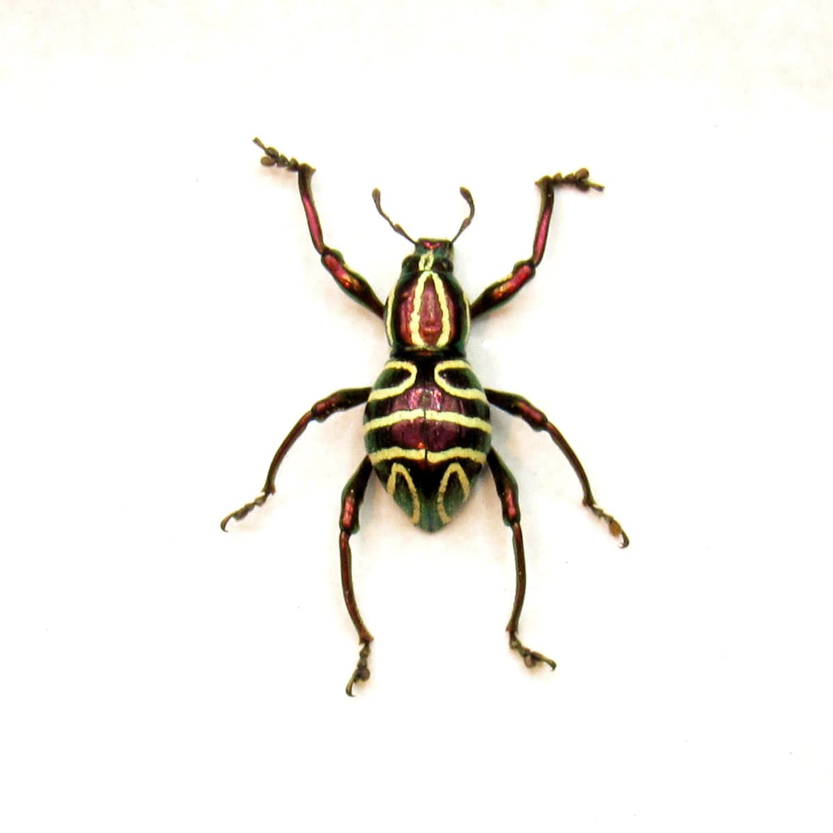 WEEVIL MANIA!  Rare red metallic beetle framed taxidermy - Pachyrhynchus speciosus - female