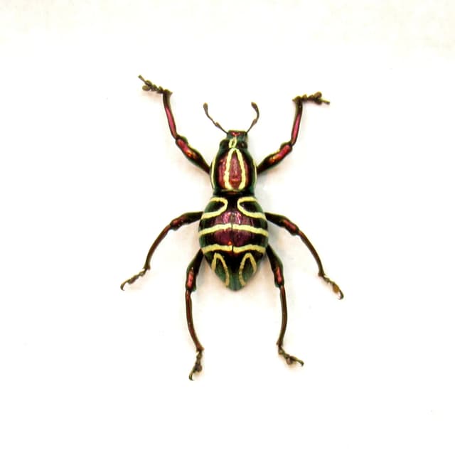 WEEVIL MANIA!  Rare red metallic beetle framed taxidermy - Pachyrhynchus speciosus - female
