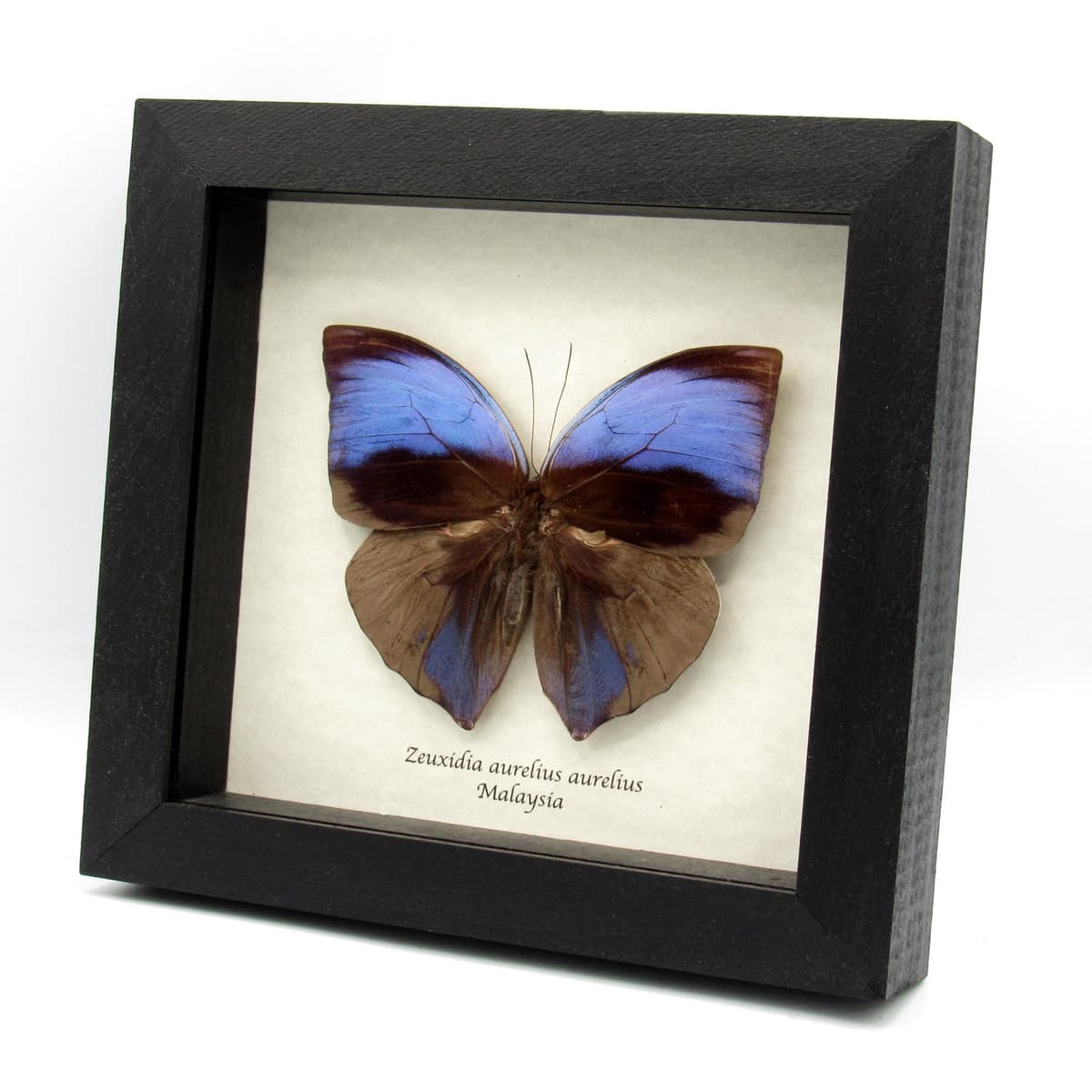 Real purple Giant Saturn butterfly framed taxidermy - Zeuxidia aurelius aurelius