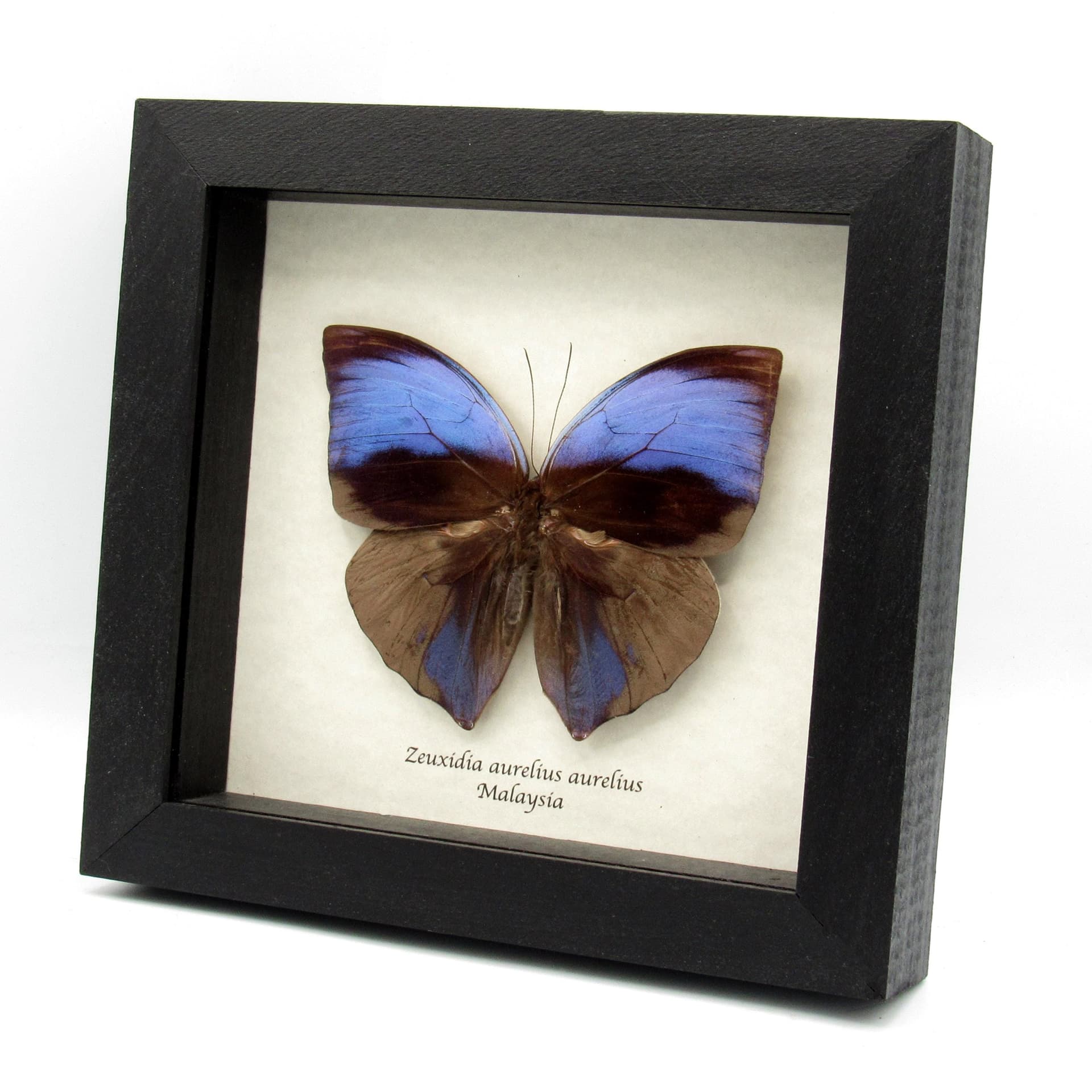 Real purple Giant Saturn butterfly framed taxidermy - Zeuxidia aurelius aurelius