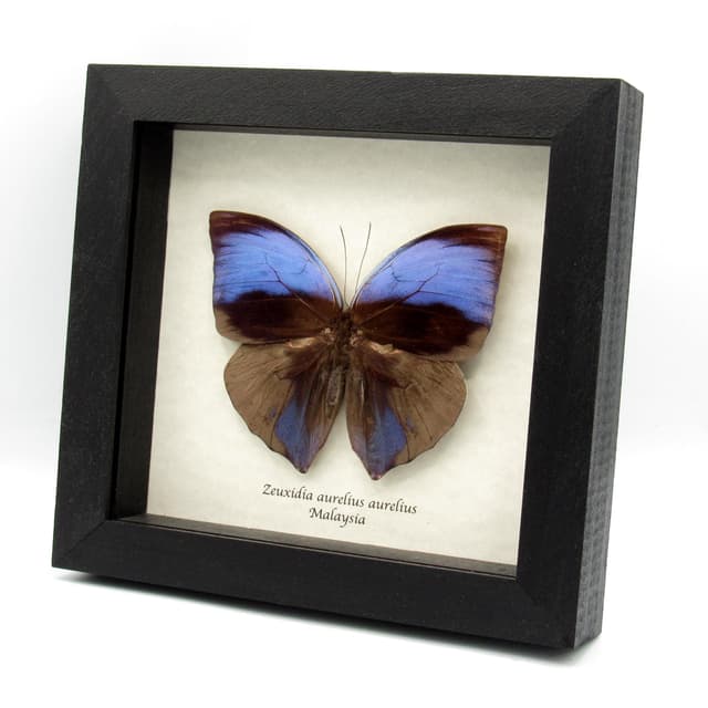 Real purple Giant Saturn butterfly framed taxidermy - Zeuxidia aurelius aurelius
