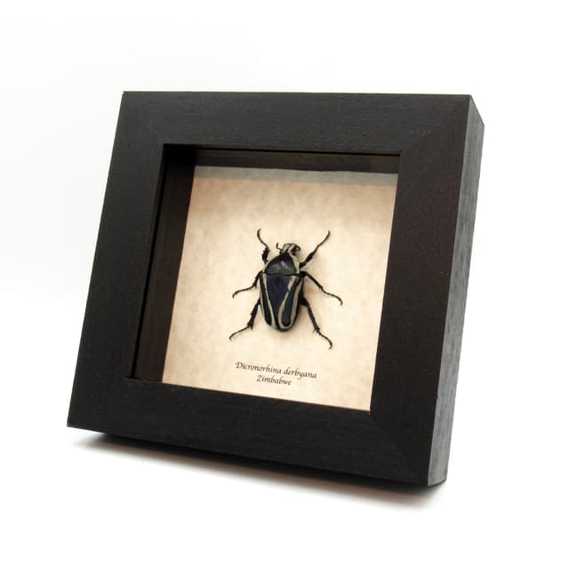 Real Scarab beetle framed taxidermy - Dicronorhina derbyana - female - blue form