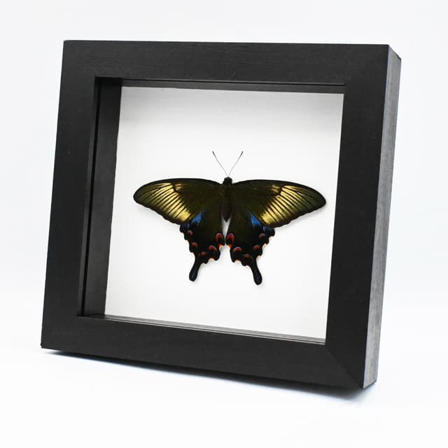 Rare black Peacock butterfly framed taxidermy - Papilio dehaani tokaraensis - female - Spring form - Victorian mount