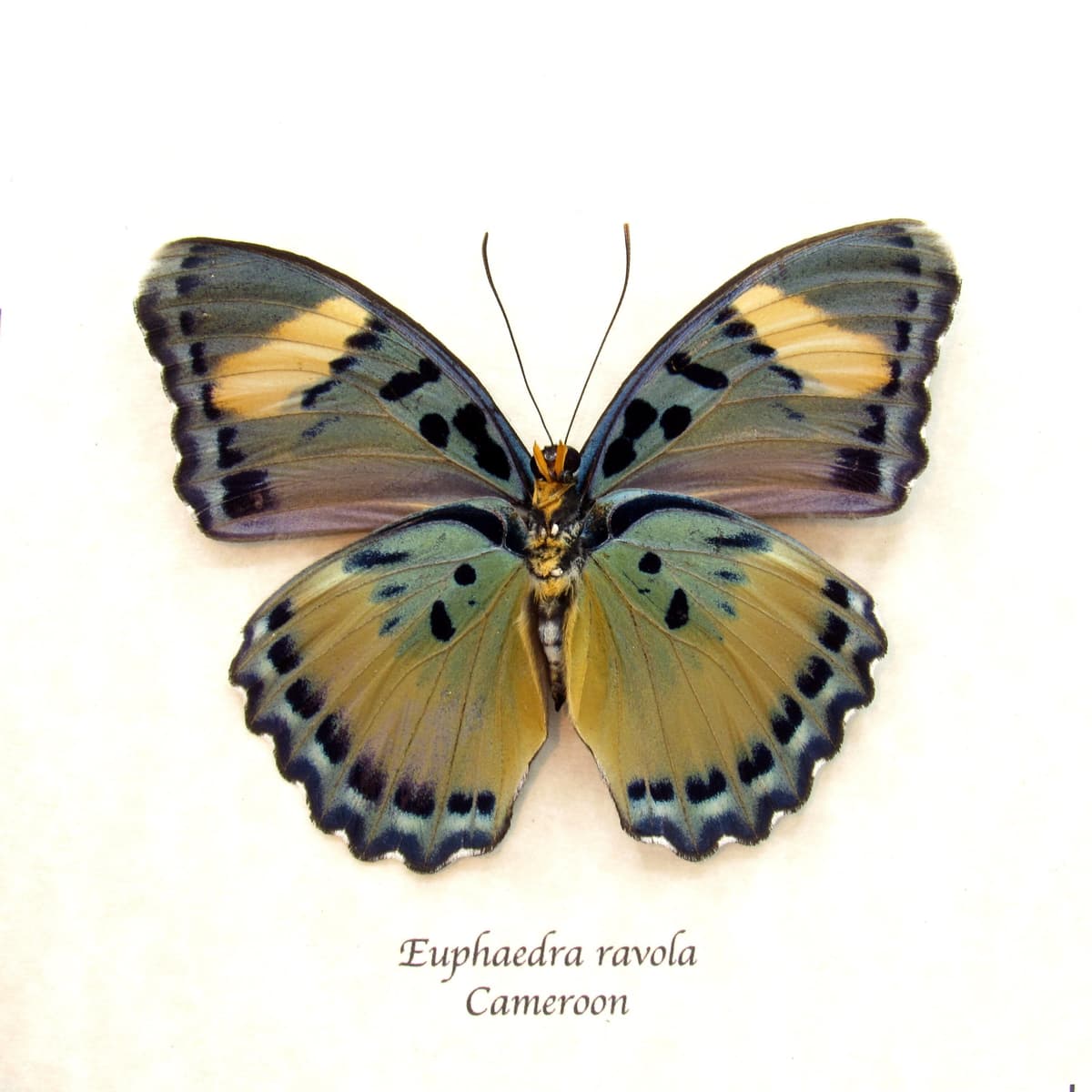 Real Ravola Ceres Forester butterfly framed taxidermy - Euphaedra ravola - large female