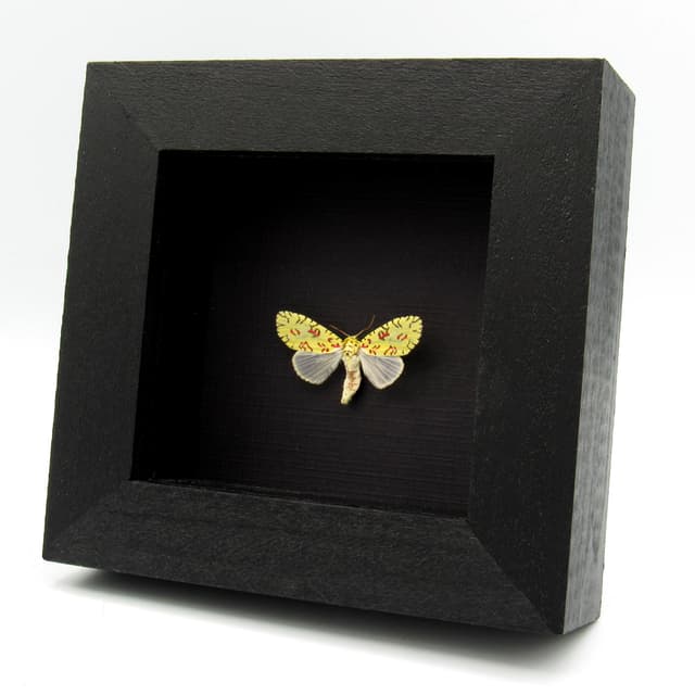Rare tiny Pikachu moth framed taxidermy - Mazuca strigicincta