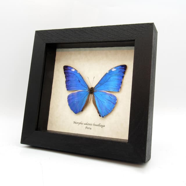Real iridescent blue butterfly framed taxidermy - Morpho adonis huallaga