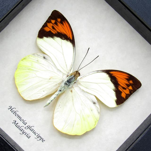 Real Orange Tip butterfly framed taxidermy - Hebomoia glaucippe