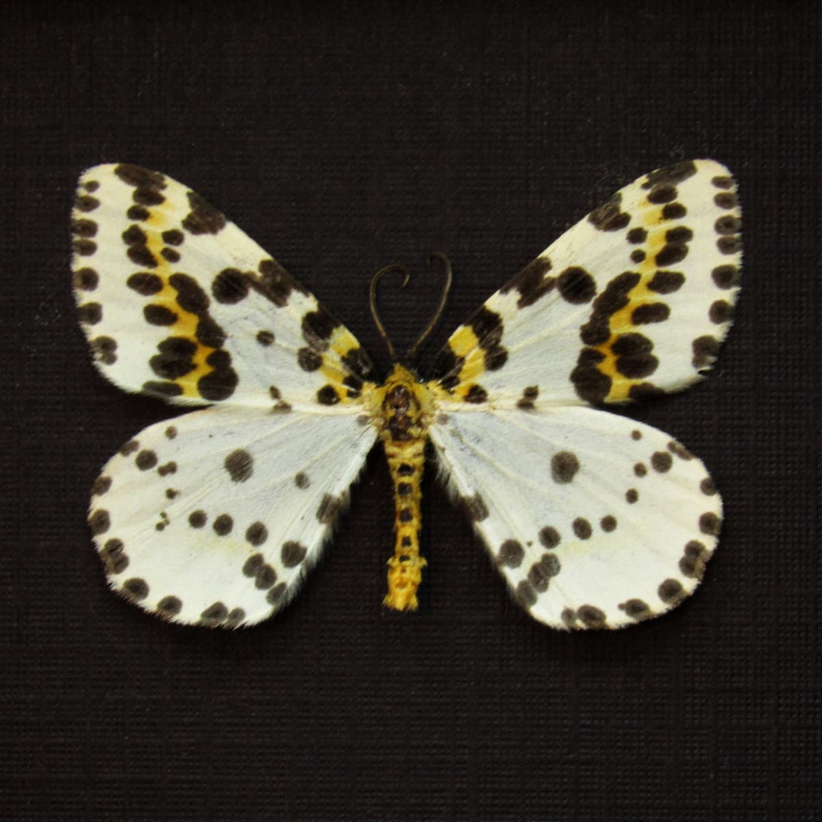 Real tiny Geometer moth framed taxidermy - Abraxas grossulariata