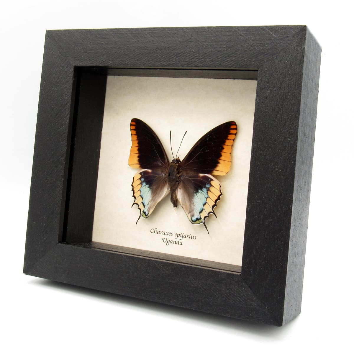 Real Two-tailed Pasha butterfly framed taxidermy - Charaxes epijasius