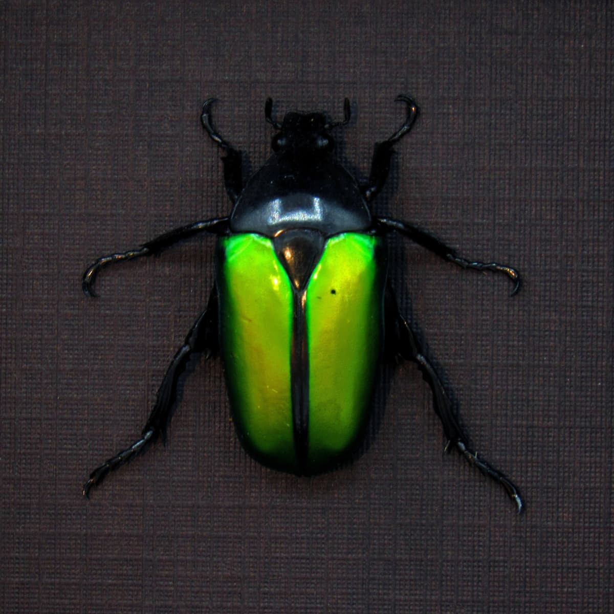 Real green Scarab beetle framed taxidermy - Caelorrhina relucens