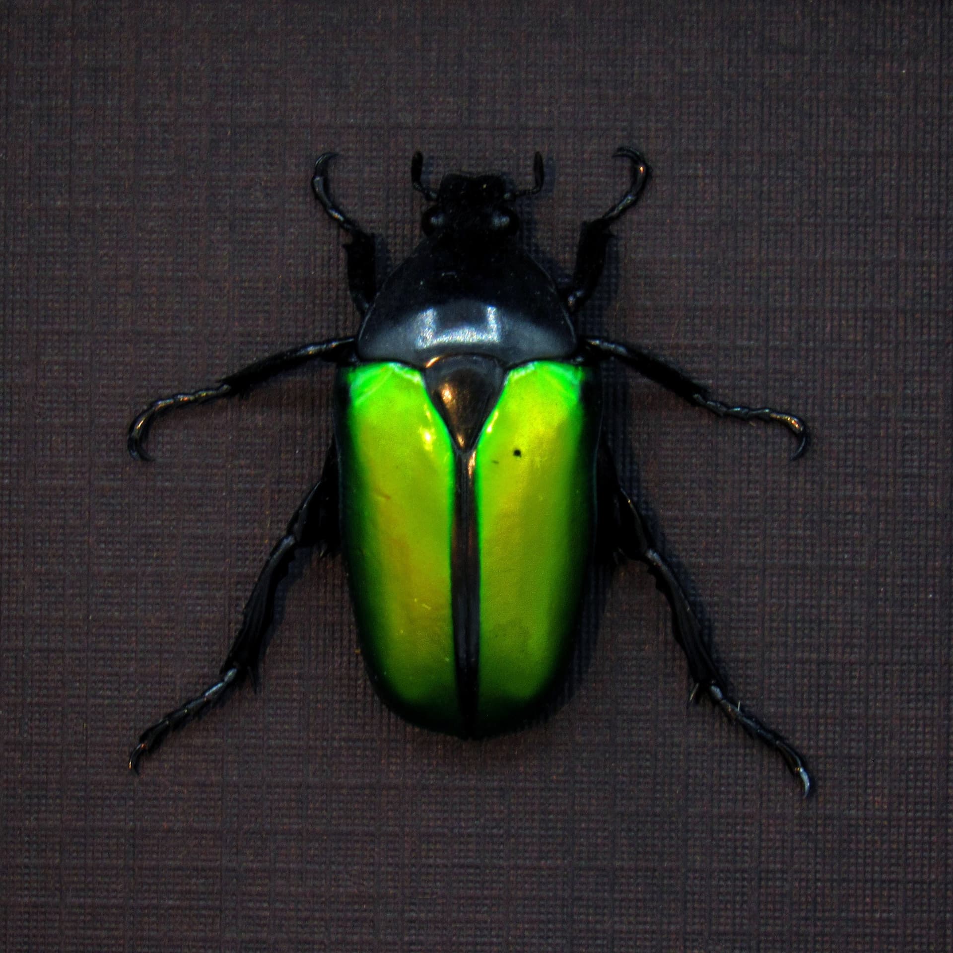 Real green Scarab beetle framed taxidermy - Caelorrhina relucens