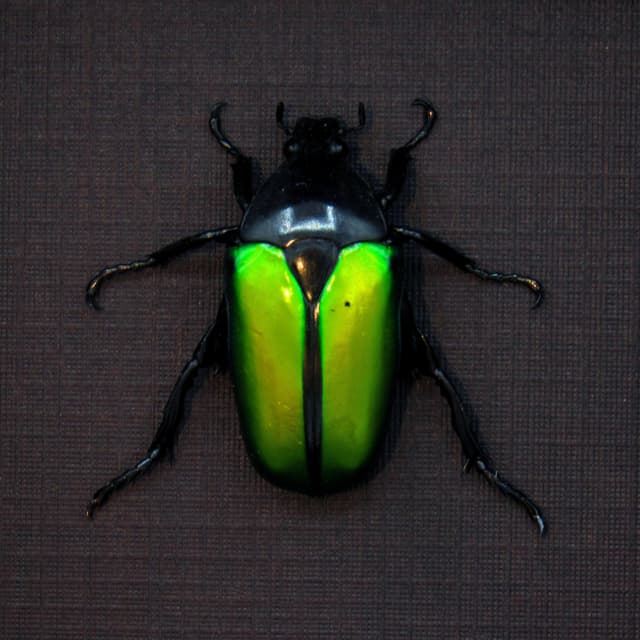 Real green Scarab beetle framed taxidermy - Caelorrhina relucens