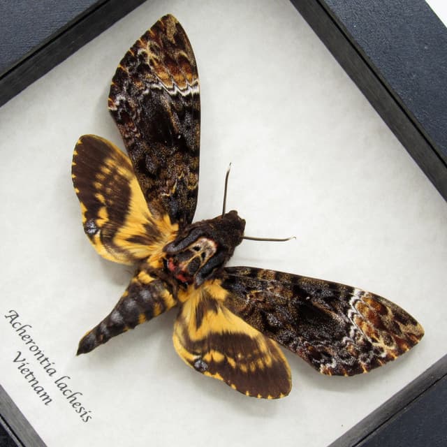 Large real Deaths Head moth framed taxidermy - Acherontia lachesis - female